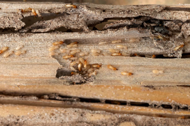 Best Affordable Pest Control Services  in Annapolis, MD